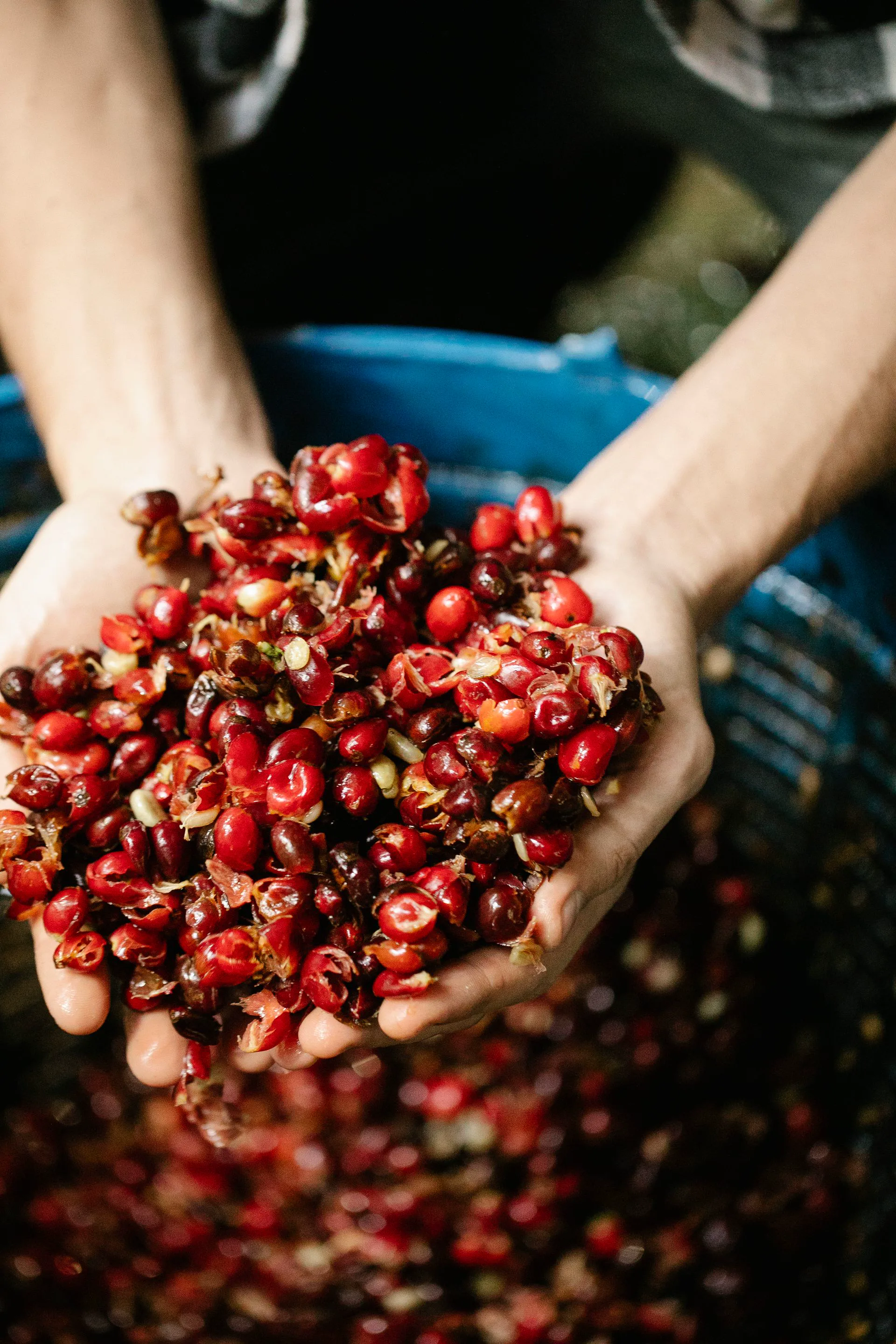 Thu hoạch quả cà phê Robusta chín mọng bằng tay tại Cư M'gar