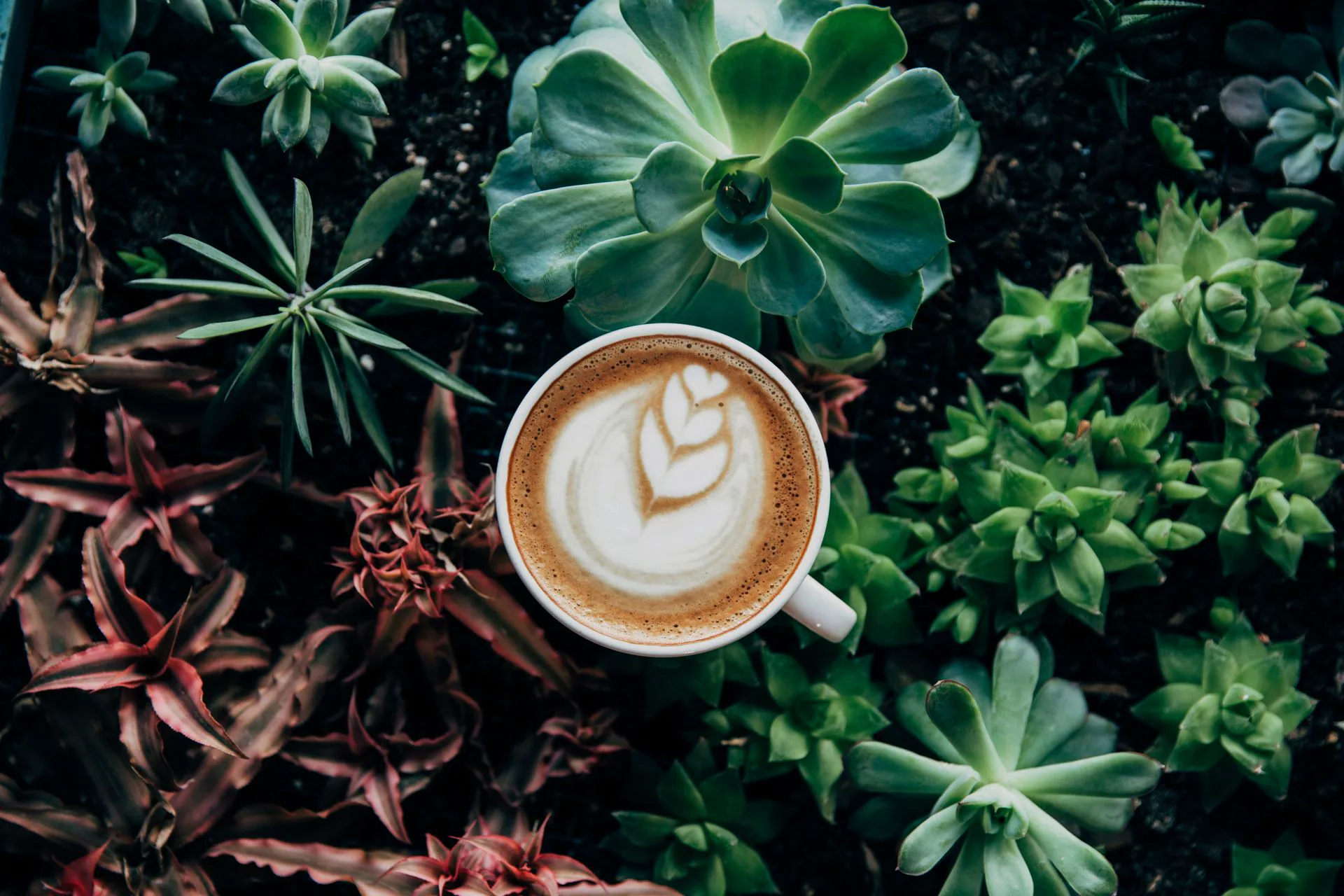 INNO-ROBUSTA-NAT-01