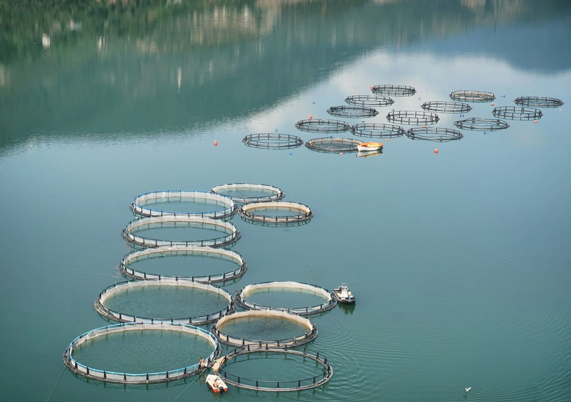 Ngành Aquaculture / Fishery