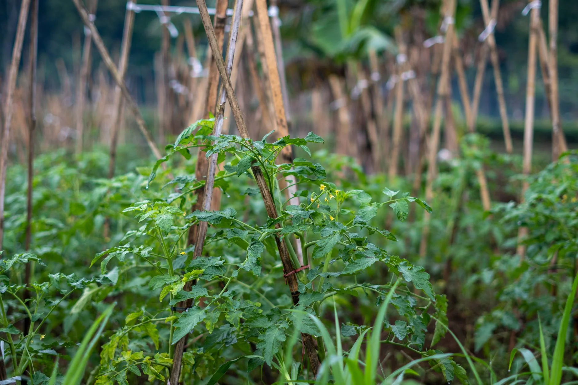 Ngành Organic / Sustainable